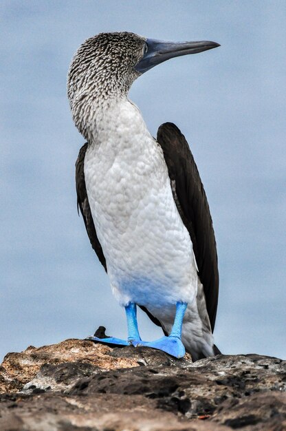 Photo blue footed boobie