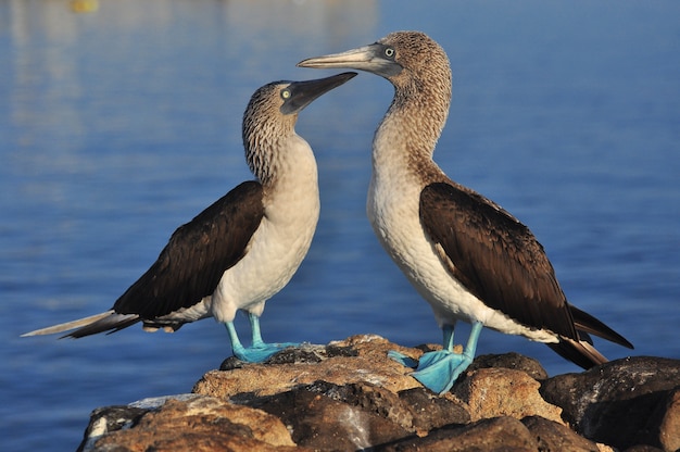 Blue Boobie Boobie