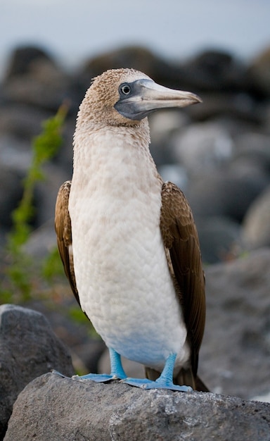 Blue-footed booby is sitting on the rocks