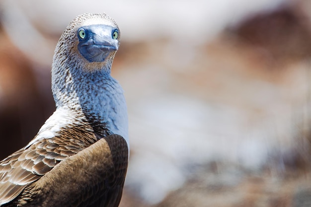 A blue footed booby, Sula nebouxii, Galapagos