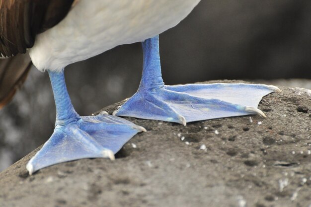 Photo blue footed booby