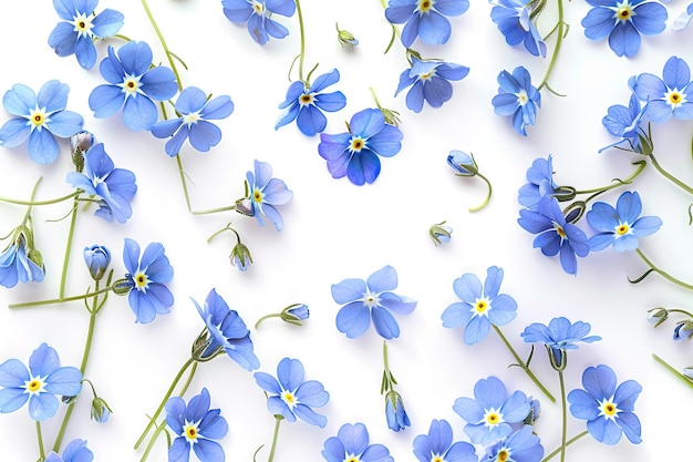 Blue forget me not flower collection for spring and Mothers Day