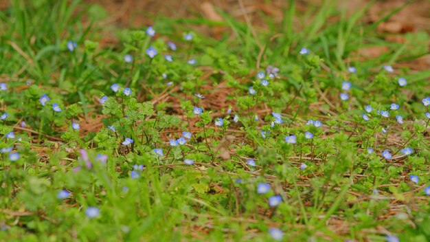 파란색은 나를 잊지 마 꽃은 초록색 바탕에 꽃은 정원에서 꽃을 피운다