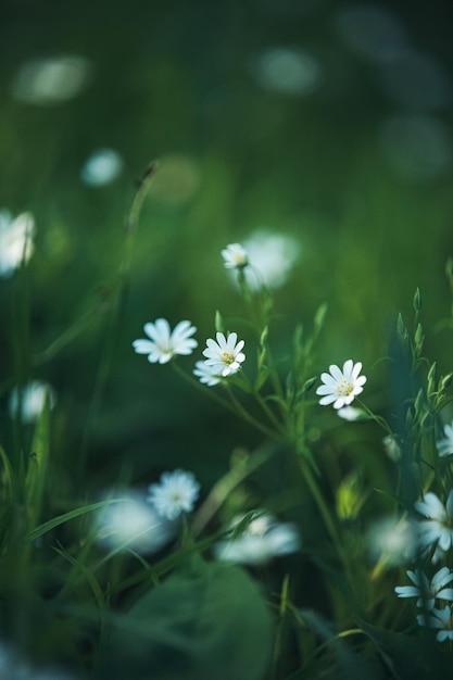 푸른 잔디에 피는 꽃을 잊지 마라. Forgetmenots 봄 꽃 배경 클로즈업