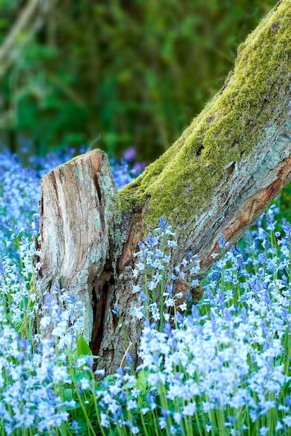 Blue forget me nots growing at the base of a tree in a beautiful summer forest A scenic view of small perennials in an evergreen forest with fresh green in lush foliage against a natural background