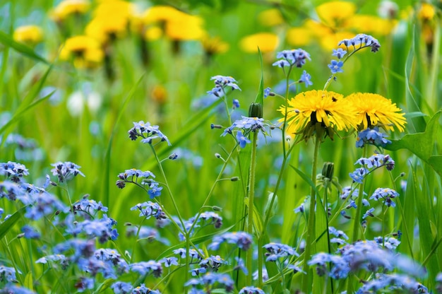 青いワスレナグサの花と黄色いタンポポ