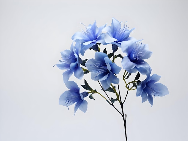 사진 스튜디오 배경에 있는 파란 분수 덤불 꽃 싱글 파란 분스 덤블 꽃 아름다운 꽃