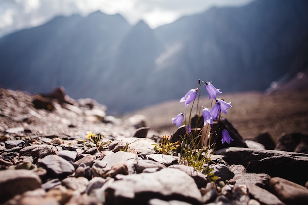 青い壊れやすい山の花のクローズアップ。日光と山の背景に