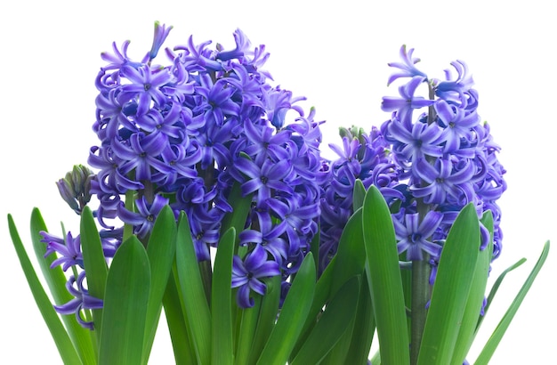 Blue fresh hyacinth blooming flowers border isolated on white background