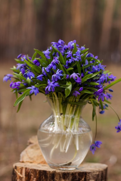 Blue fresh snowdrops stand in a vase on a stump in the forest