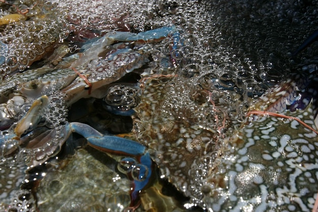 Blue frog in water