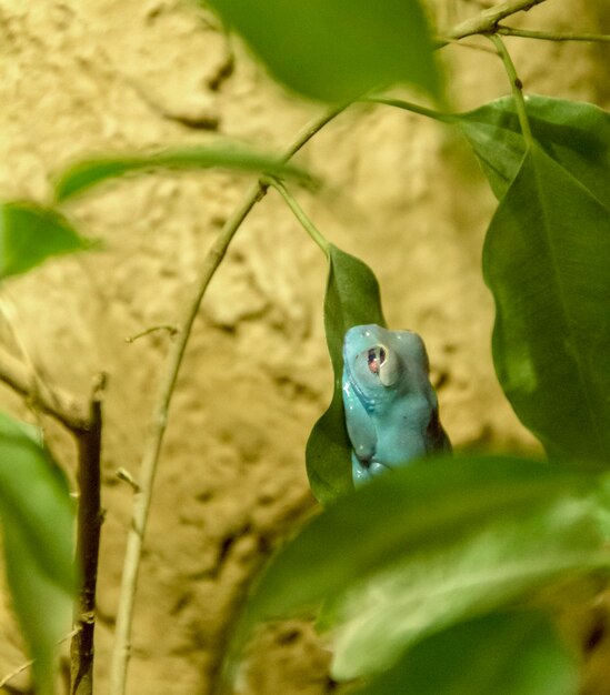 blue frog