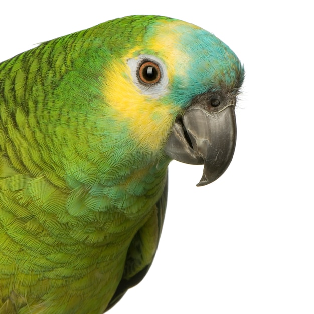 Blue-fronted Amazon isolated