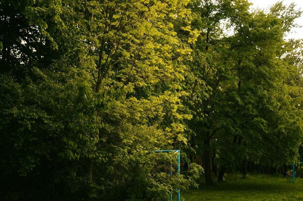 A blue gate is surrounded by trees and the sun is shining.