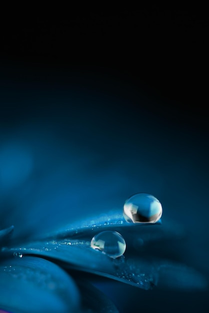 Blue gerbera flower petals with water drops close up Macro photography of gerbera flower petals with dew