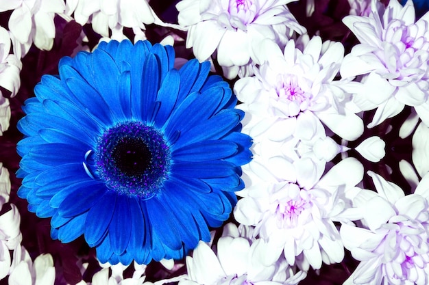 青いガーベラと白い菊