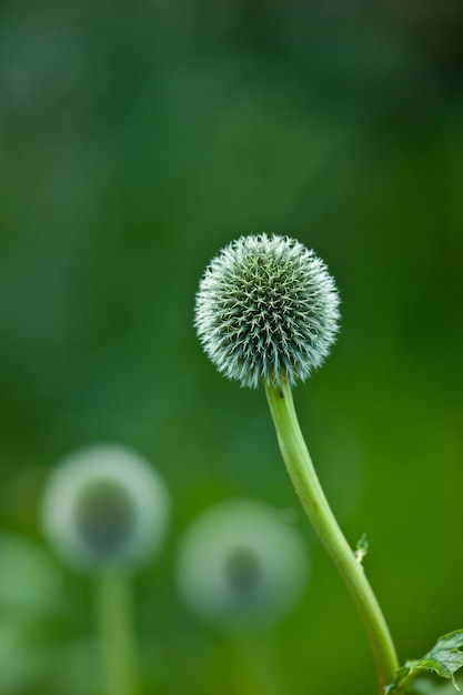 Blue Globe Thistle flower blossoming against a green nature background in a park Echinops growing and flourishing in a field in summer Beautiful wild stalwart perennials budding in an empty garden
