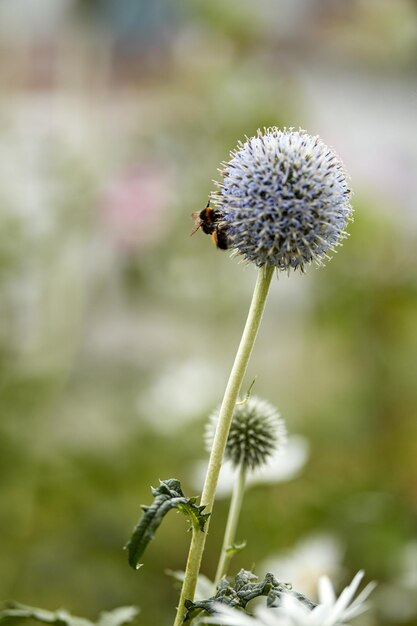 블루 글로브 엉겅퀴 식물은 여름에 자연 배경에 대해 정원에서 꿀벌에 의해 수분되고 있습니다. 봄 야생화는 들판이나 초원에서 번성하고 곤충이있는 녹색 공원의 Echinops