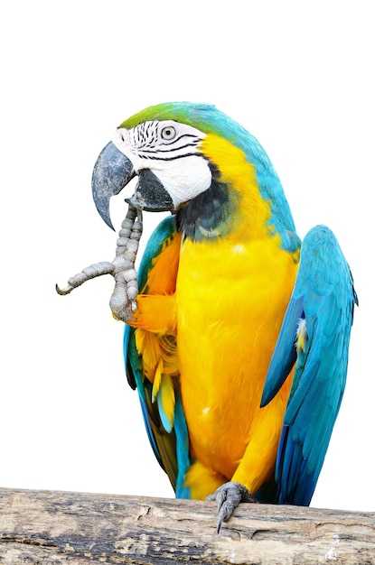 Синий и Glod Macaw изолированы