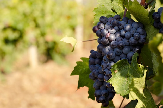 Blue grape cluster on vine closeup photo