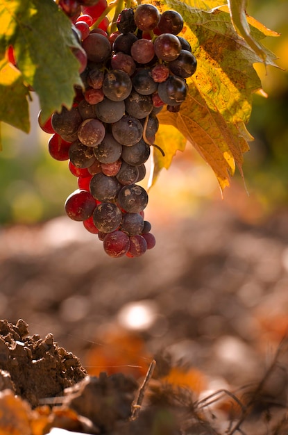 Blue grape cluster on vine closeup photo