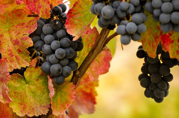 Blue grape cluster on vine closeup photo