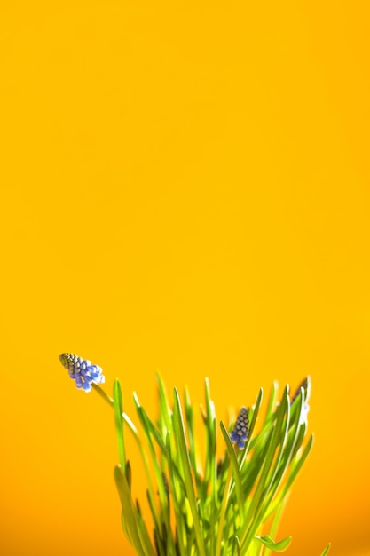 Blue grape hyacinth flower against yellow background spring background copy space