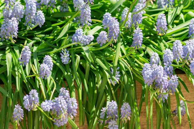 푸른 포도 히아신스, 나무 상자에 Muscari Armeniacum 꽃