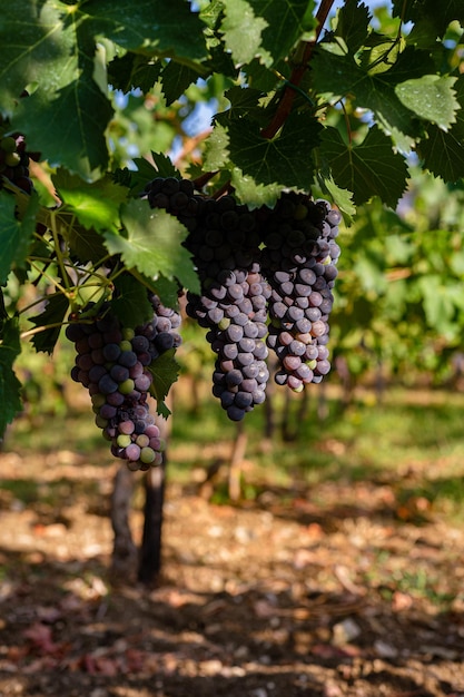 Blue grape variety for making wine on the bush Southern Italy vineyards in the mountains Agriculture craft production farm family business