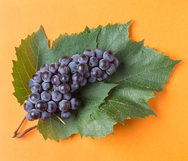 Blue grape with green leaf top view