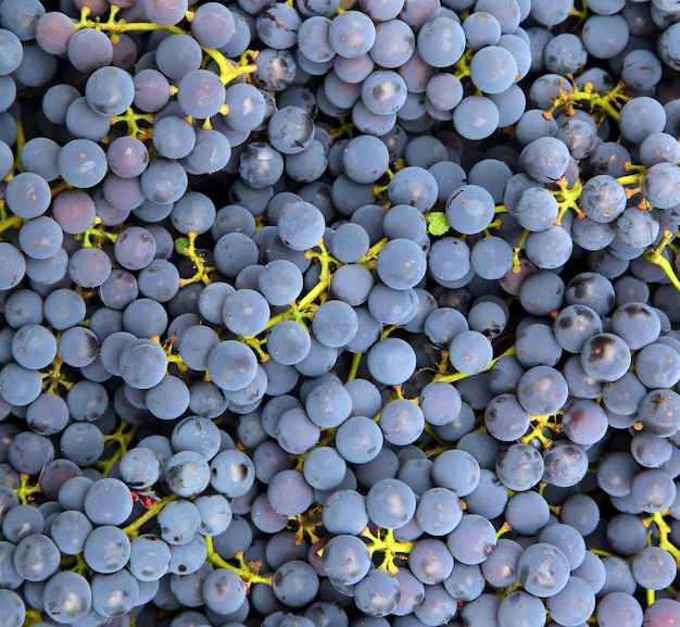 Blue grapes background