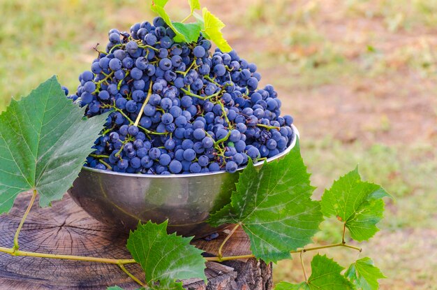 Blue grapes in a container