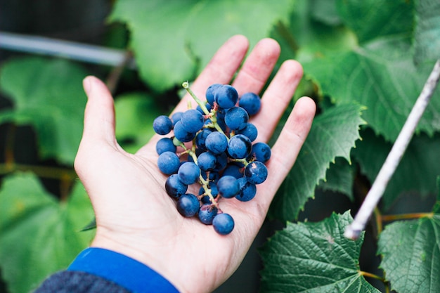 blue grapes in the farmers hand