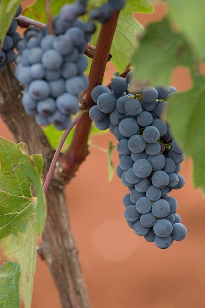 Blue grapes in istria croatia