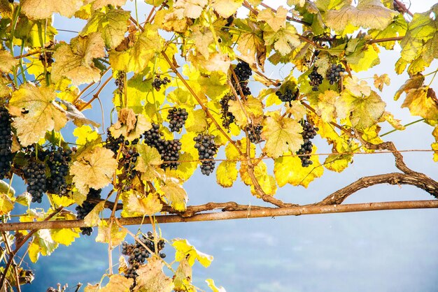 Blue grapes at sunset in autumn vineyard