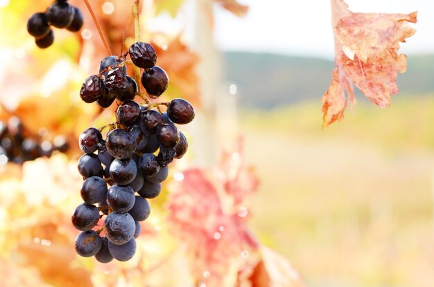 Blue grapes