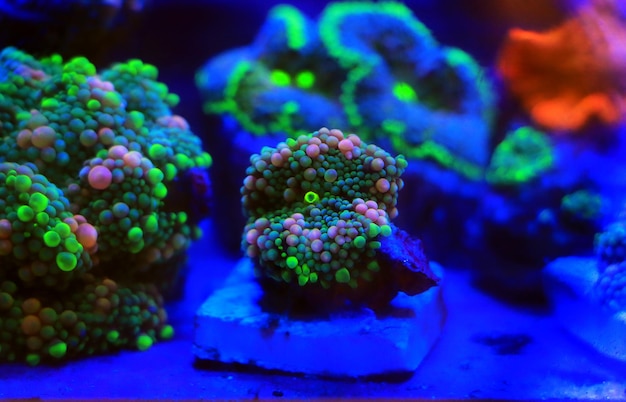 A blue and green colored piece of coral