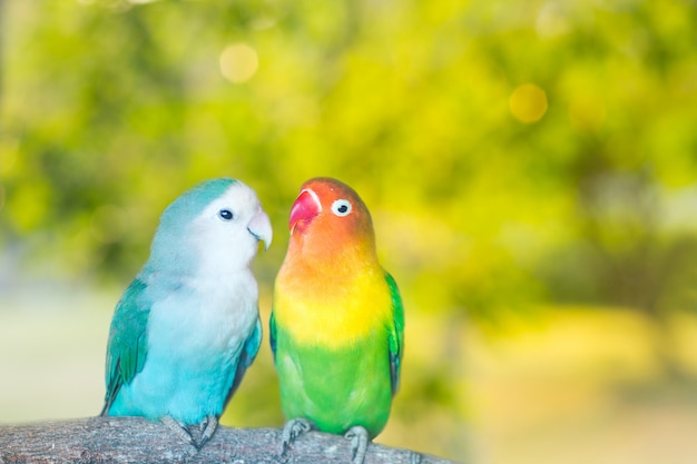Синие и зеленые попугаи Lovebird сидели на ветке дерева на закате