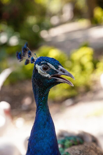 Foto il pavone blu e verde o pavone indiano è anche chiamato pavo cristatus in un giardino