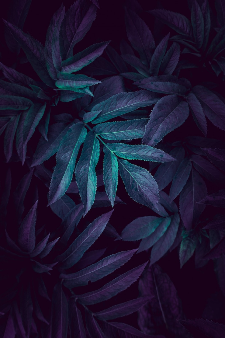 庭の青と緑の植物の葉