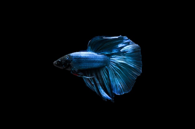 블루 하프문 Betta 물고기 Betta splendens 검은 배경에 고립