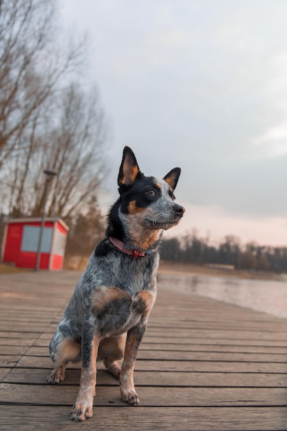 ドックの青いヒールの犬オーストラリアンキャトルドッグの品種は屋外に座っています