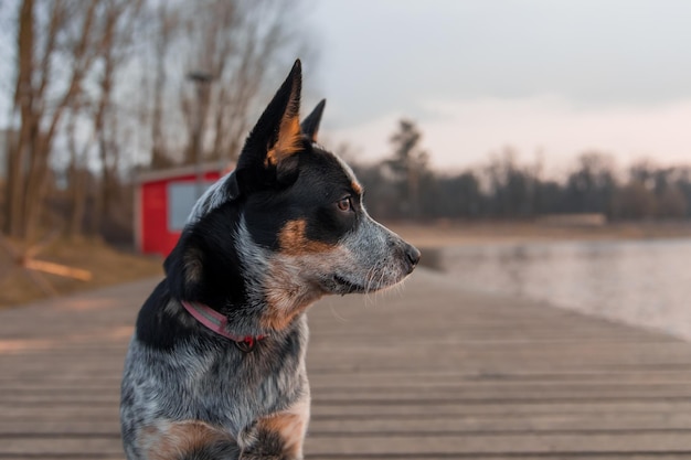 Blue heeler dog on the dock Australian Cattle dog breed sitting outdoor