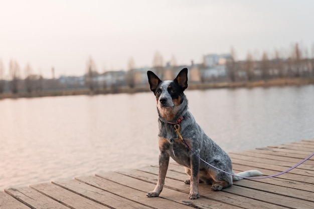 ドックの青いヒールの犬オーストラリアンキャトルドッグの品種は屋外に座っています