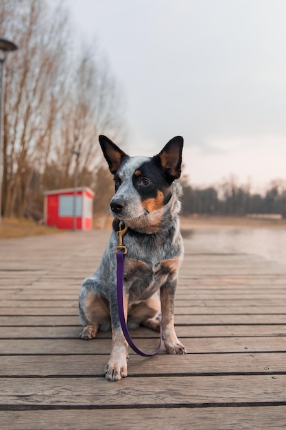 Blue heeler dog on the dock Australian Cattle dog breed sitting outdoor