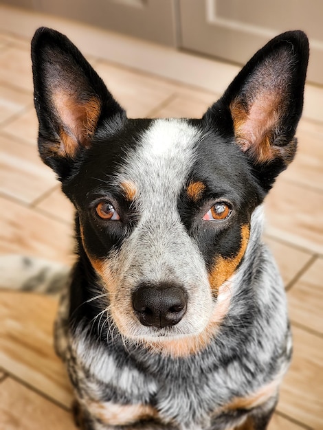 青いヒーラー犬が木の床に座っています。