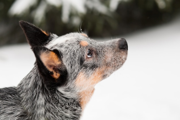 青いヒールの子犬は、雪の冬に座って見上げる