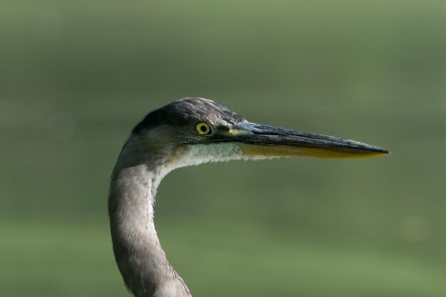 Foto blue heron dell'acqua green-wood cimitero di brooklyn ny