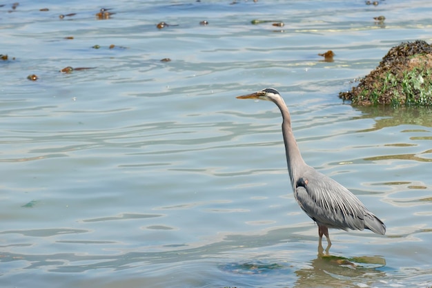 A blue heron hunting in the sea