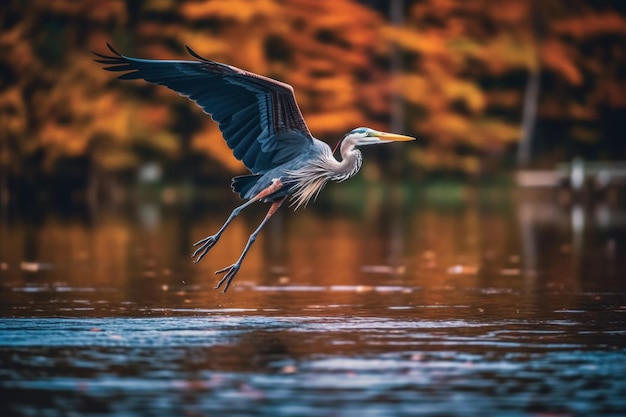 A blue heron spreads its wings wide while flying low to the ground